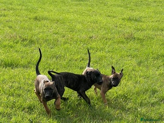 Mixed Breed dogs - Advert 15