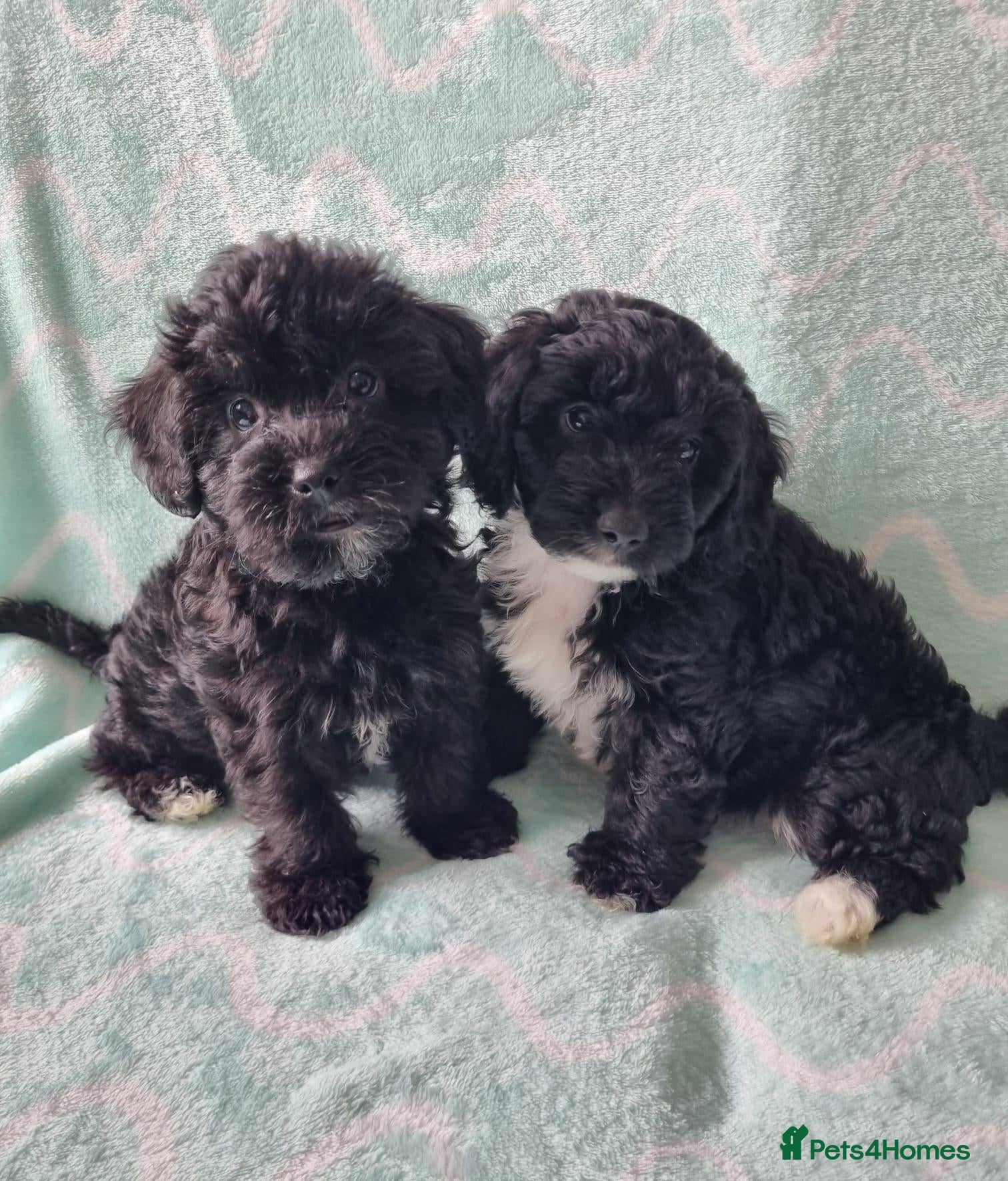 Yorkiepoo dogs Gorgeous YORKIEPOO puppys - Advert 1
