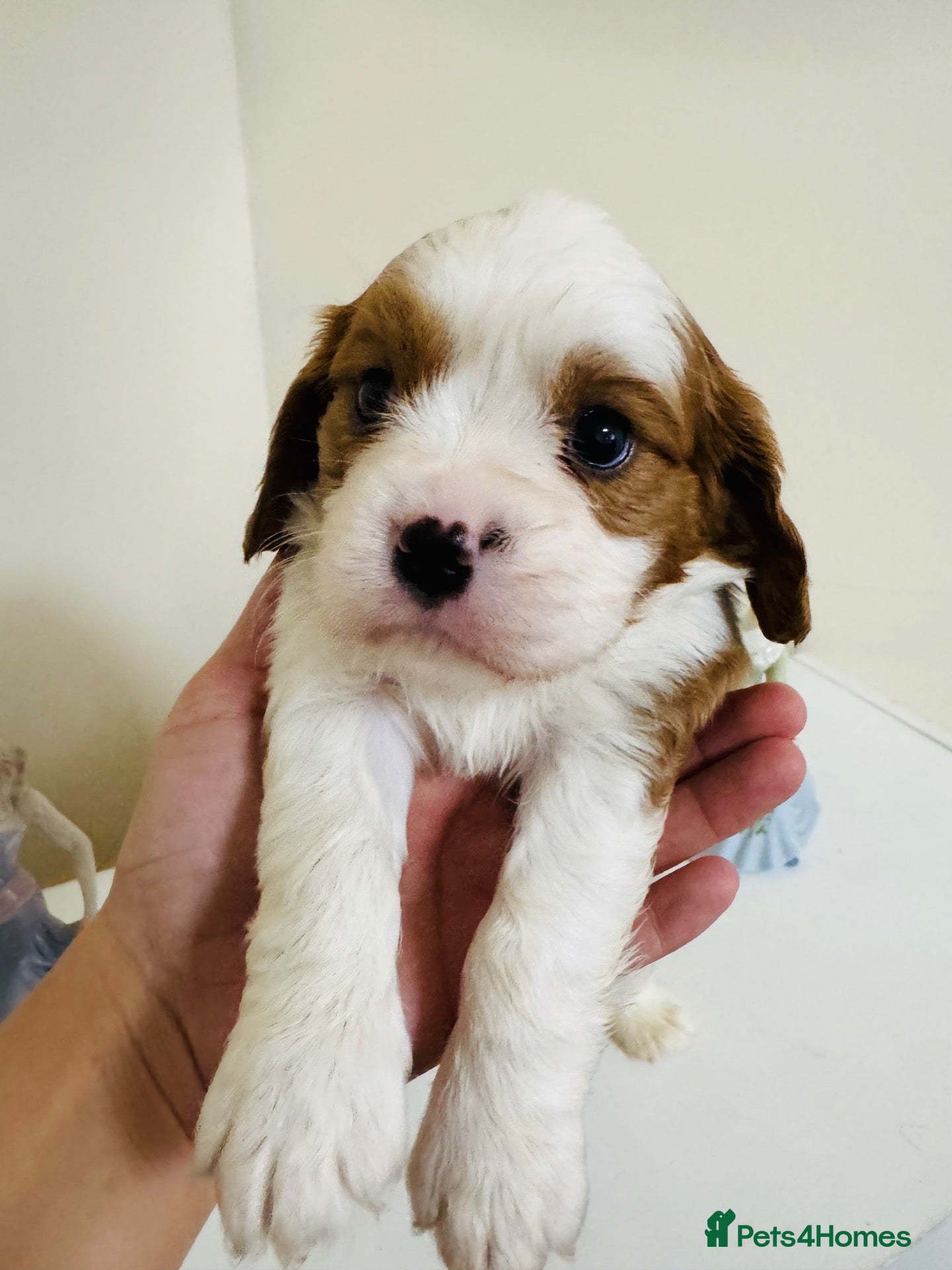 Cavalier King Charles Spaniel dogs QUALITY CHOCOLATE CARRIER CAVALIER PUPS! - Advert 16