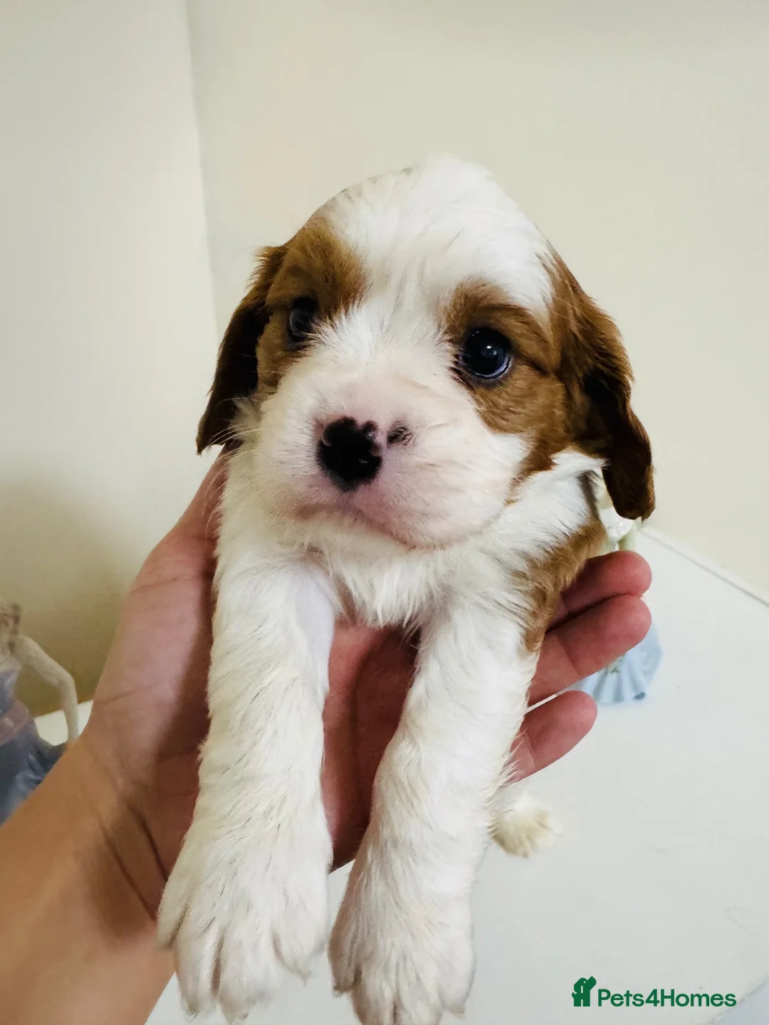 Cavalier King Charles Spaniel dogs for sale: QUALITY CHOCOLATE CARRIER CAVALIER PUPS! - Advert 1
