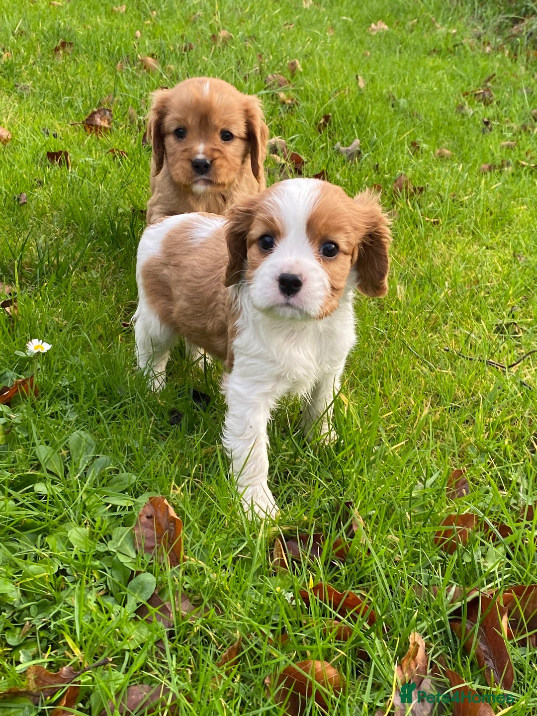 Cavalier King Charles Spaniel dogs for sale: 🐶🐶 Beautiful Cavalier King Charles Spaniel pupps - Advert 6