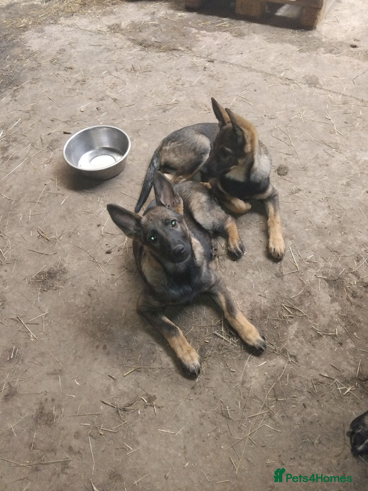 German Shepherd dogs Exceptional GSD Kc Czech working line  - Advert 9