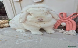 Mini Lop rabbits for sale: Mini lops - Image 3