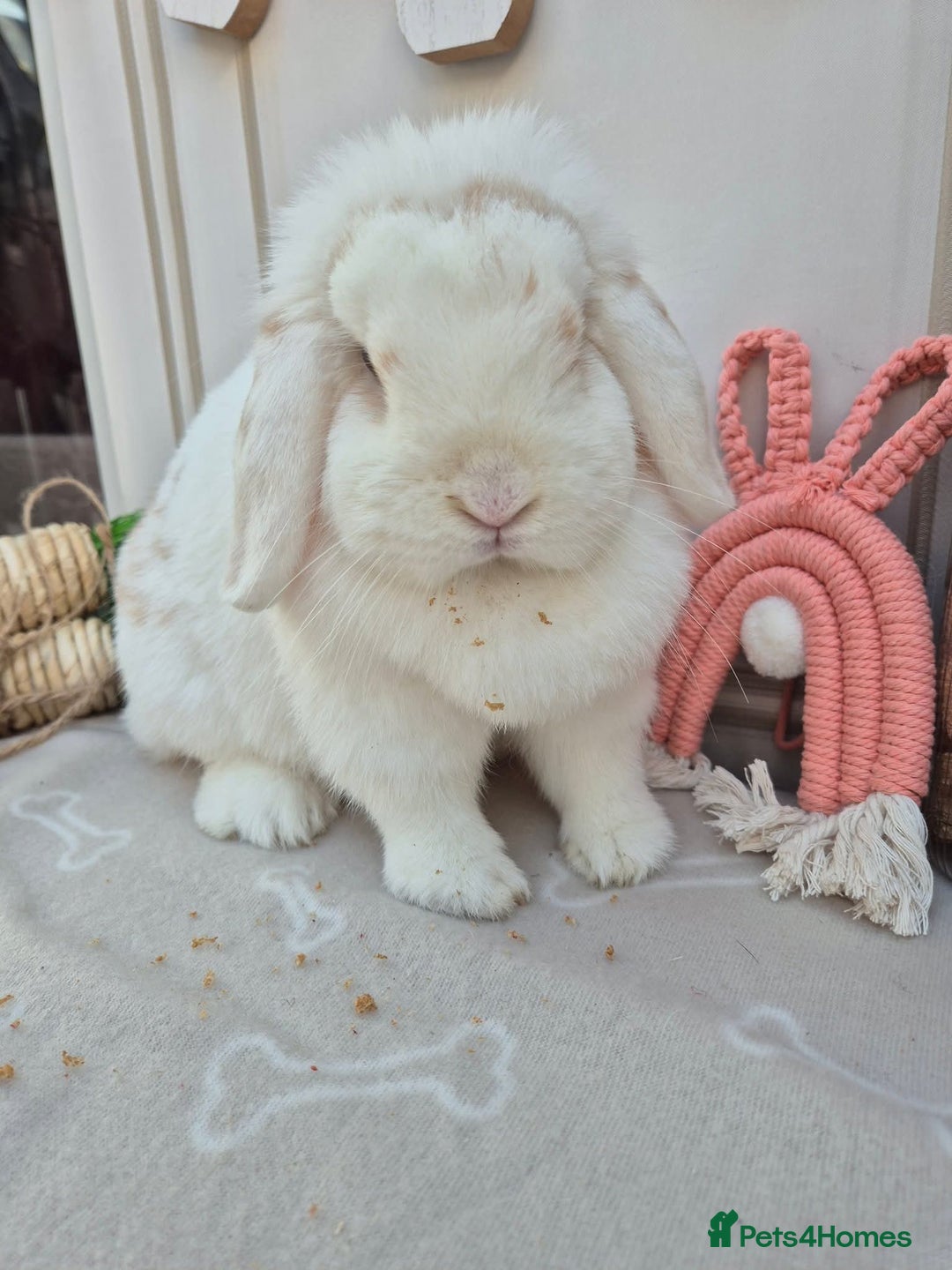 Mini Lop rabbits for sale: Mini lops - Image 3
