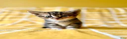 Mixed Breed cats for sale: Beautiful, Friendly Mixed Breed Tabby & White in Dartmouth - Advert 9