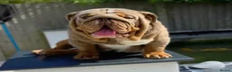 English Bulldog dogs for sale: 🐶 2 Gorgeous Male English Bulldog Puppies 🐶 - Advert 2