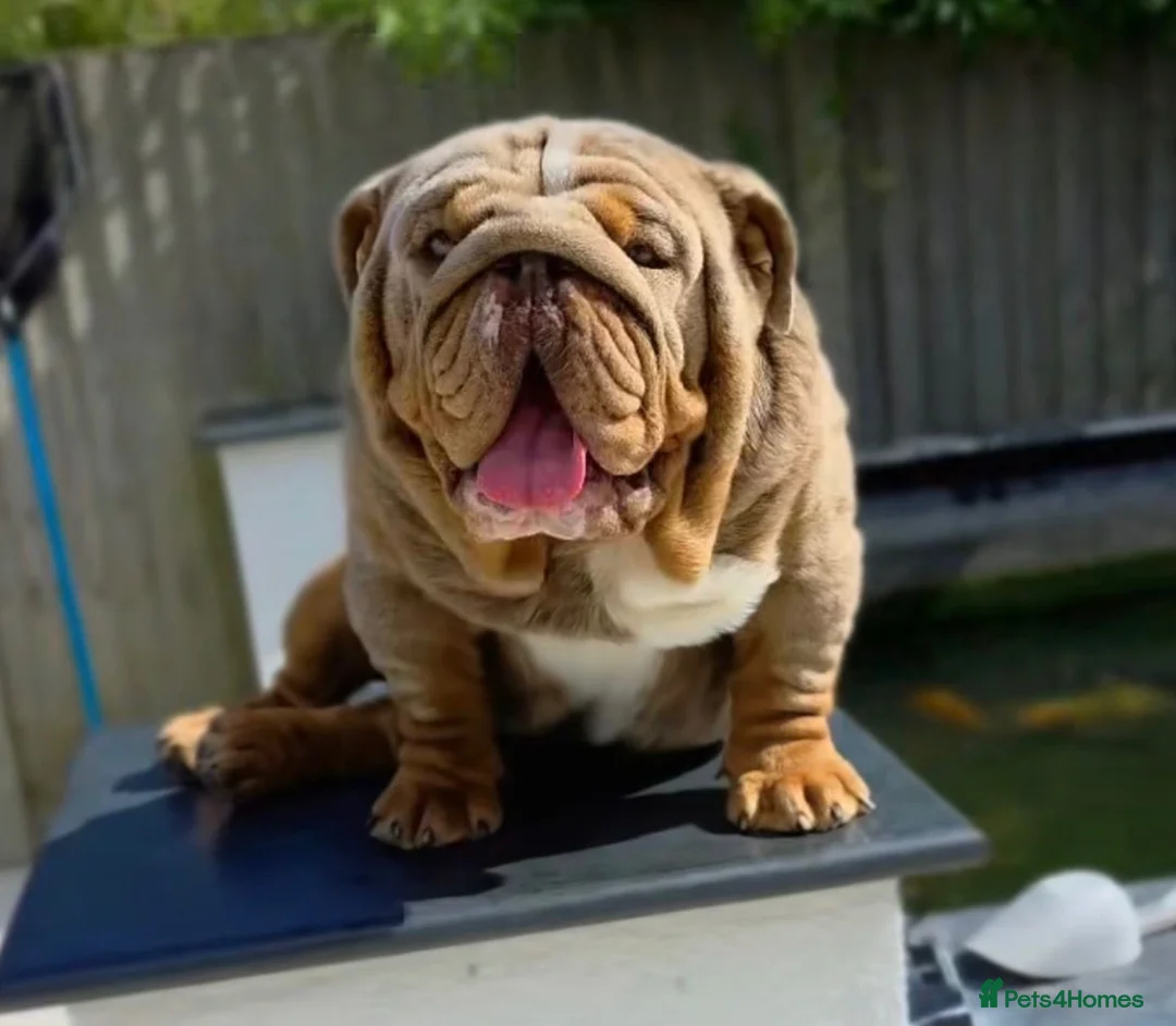 English Bulldog dogs for sale: 🐶 2 Gorgeous Male English Bulldog Puppies 🐶 - Advert 2