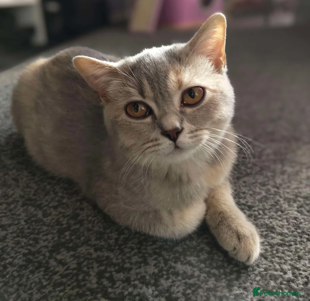 British Shorthair cats for sale: Two BSH sisters  in Skegness - Advert 2