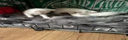 British Shorthair cats for sale: British white shorthair kittens  - Advert 4