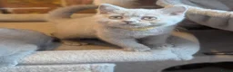 British Shorthair cats for sale: GCCF British Shorthair kittens  - Advert 11