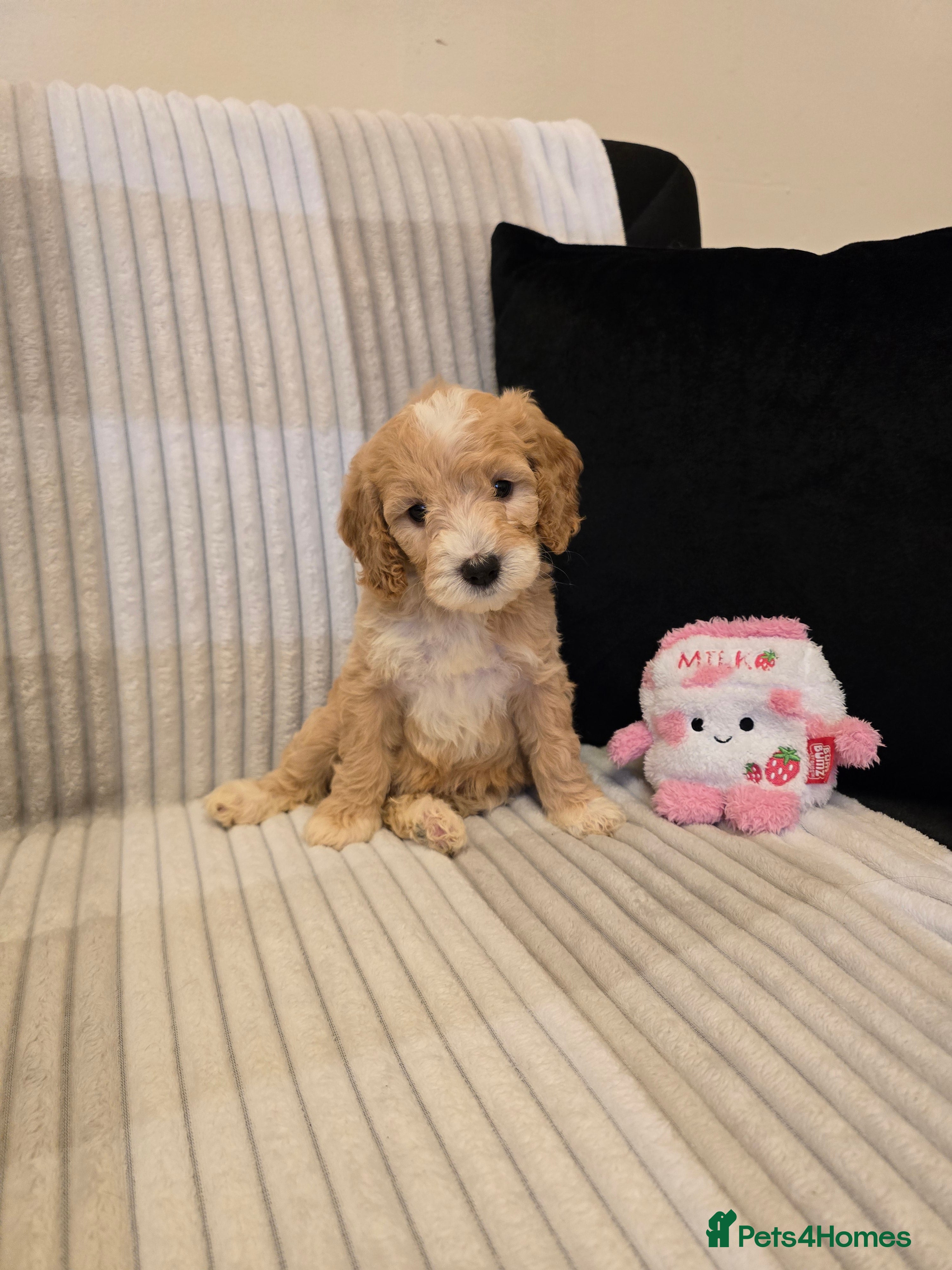 Goldendoodle dogs Goldendoodles  - Advert 1