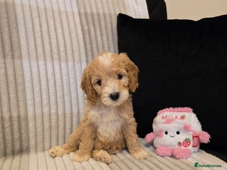 Goldendoodle dogs Goldendoodles - Advert 1