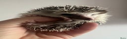Pygmy Hedgehog rodents for sale: African Pygmy hedgehogs hoglets  - Advert 15