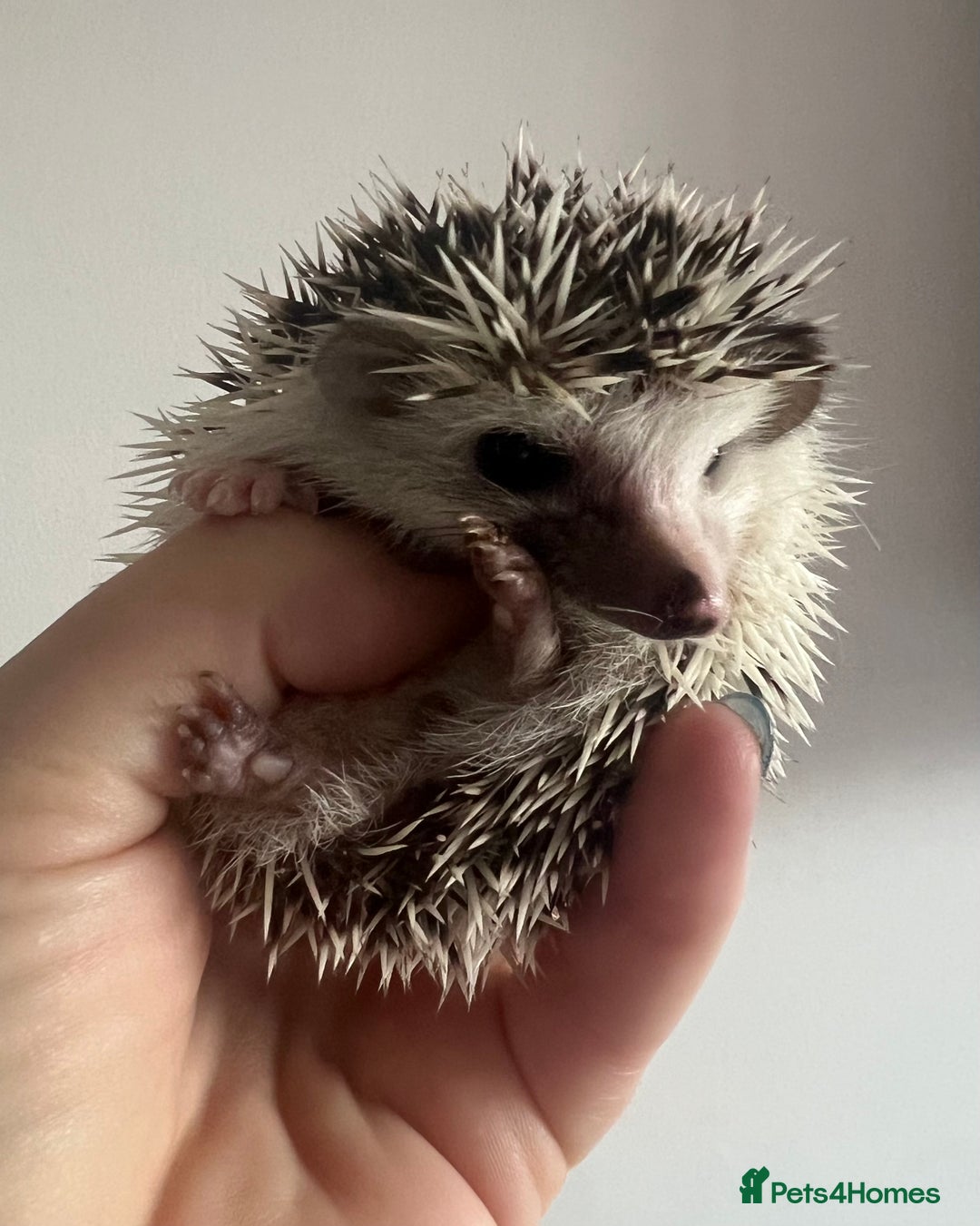 Pygmy Hedgehog rodents for sale: African Pygmy hedgehogs hoglets  - Advert 15