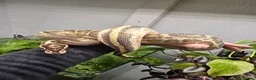 Python Snake reptiles for sale: Various Royal Pythons - Advert 13