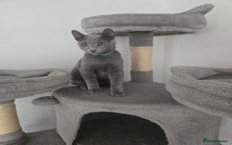 Russian Blue cats for sale: One girl left, gccf, pedigree  - Image 6