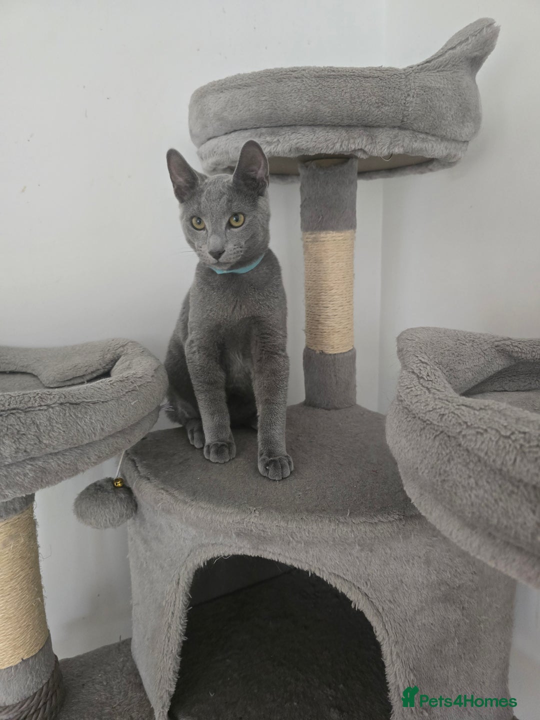Russian Blue cats for sale: One girl left, gccf, pedigree  - Image 6