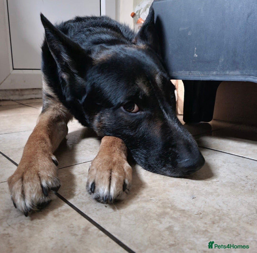 German Shepherd dogs for sale: Gsd x Rottweiler x Deerhound - Marley 💕 - Advert 9