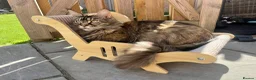 Maine Coon cats for sale: Beautiful Half Maine coon kittens  - Advert 4