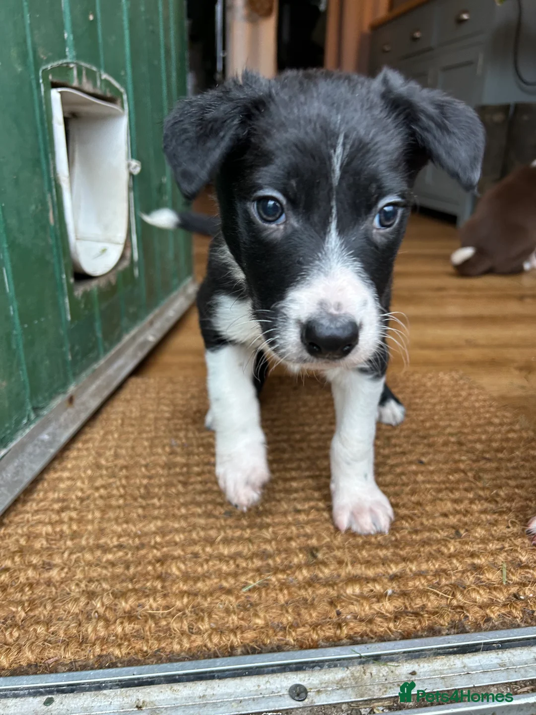 Border Collie dogs for sale: Collie pups - Advert 4