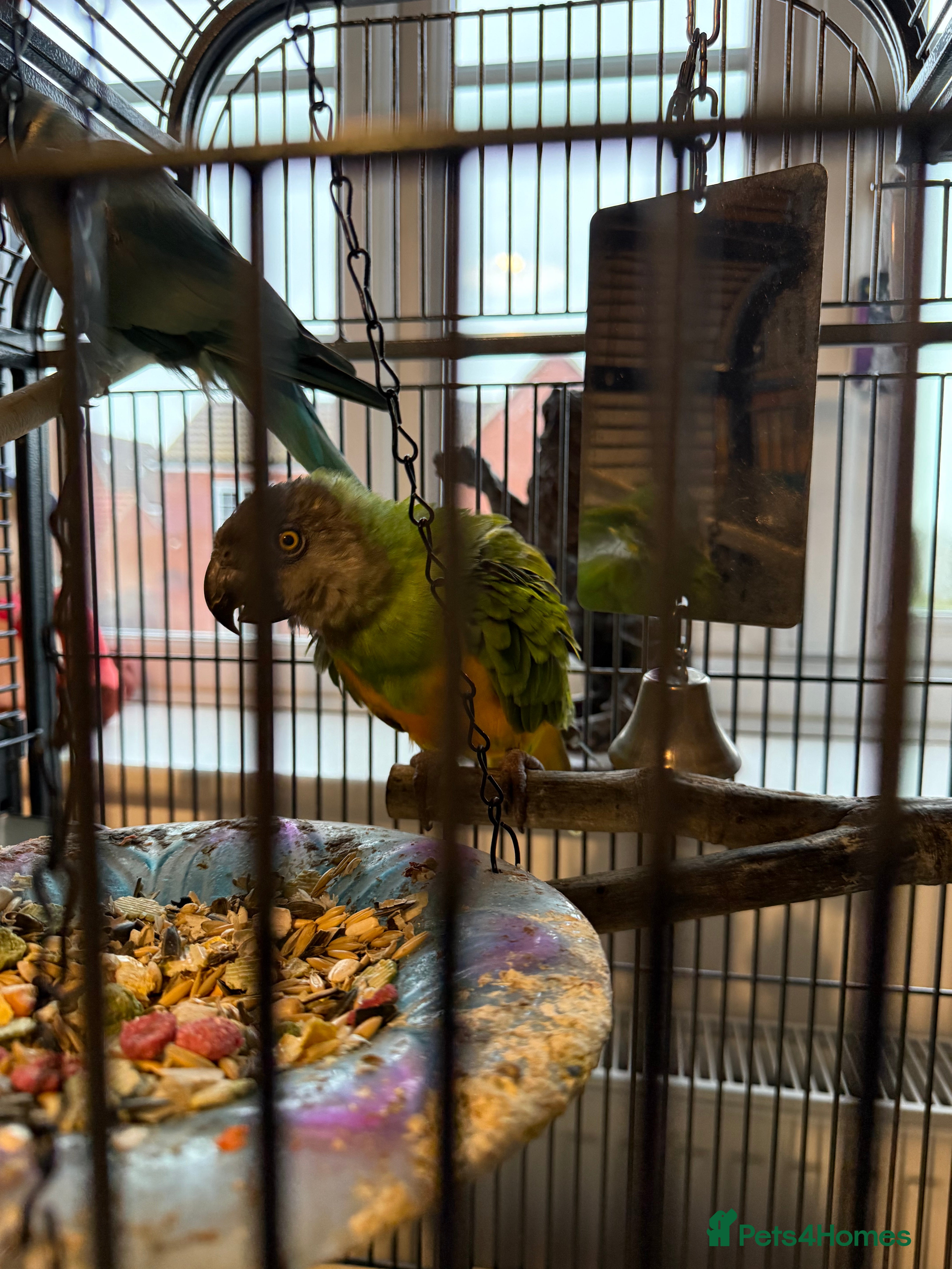 Parakeets birds Parakeets  - Advert 16