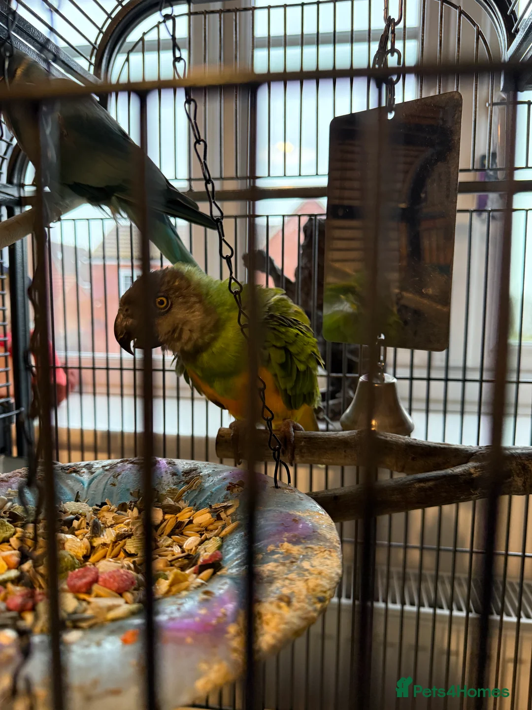 Parakeets birds for sale: Parakeets  - Advert 1