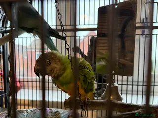 Parakeets birds Parakeets - Advert 16