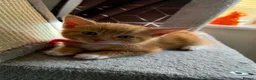Domestic Shorthair cats for sale: GORGEOUS KITTENS LOOKING FOR THEIR FOREVER HOMES - Advert 4