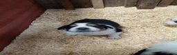 Border Collie dogs for sale: Quality fram reared border collies  - Advert 5
