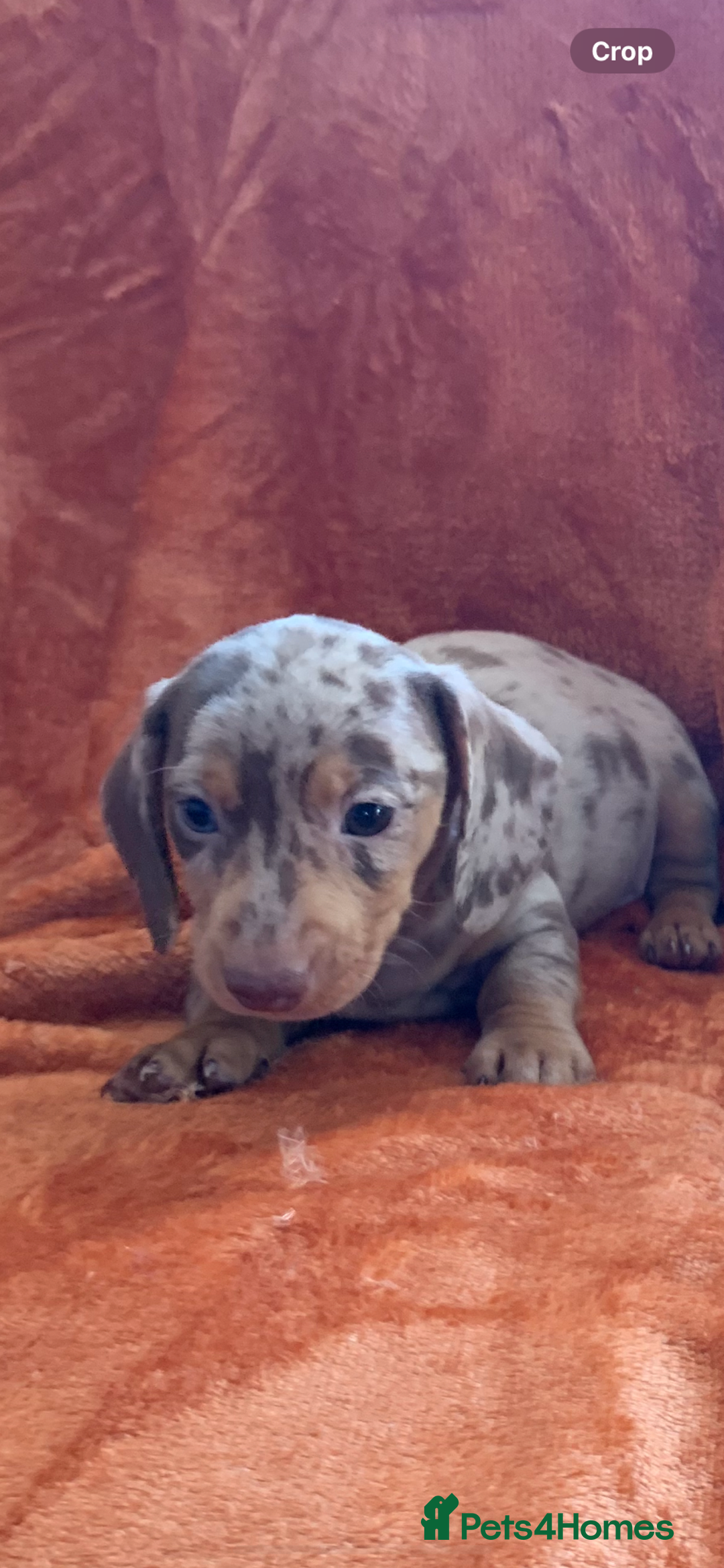 Miniature Dachshund dogs for sale: Minature daschund rainbow litter READY 19th SEPT - Image 6