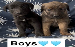 Mixed Breed dogs for sale: Bedlington whippet puppies - Image 2