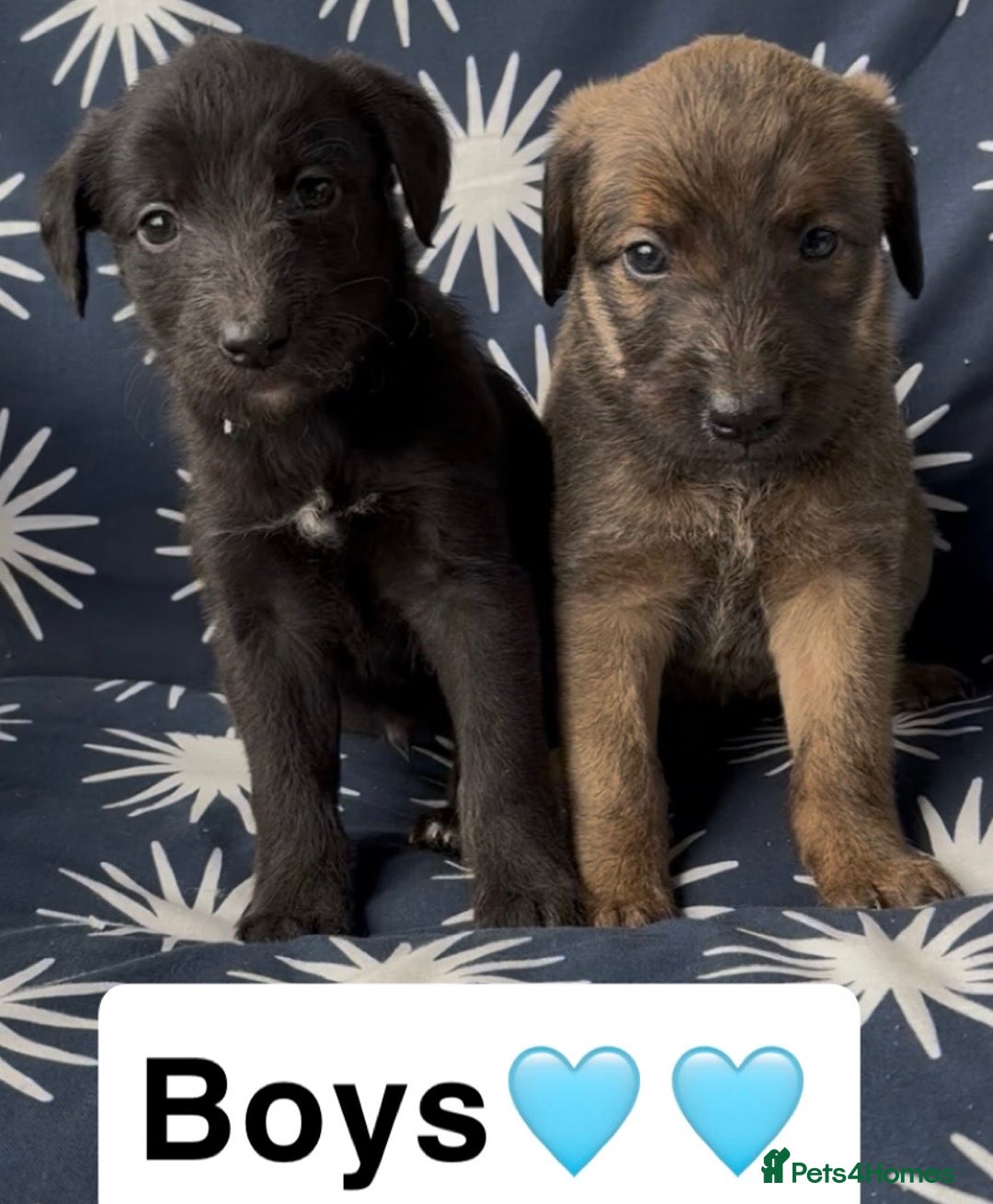 Mixed Breed dogs for sale: Bedlington whippet puppies - Image 2