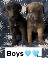 Mixed Breed dogs - Advert 7