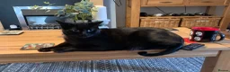 Mixed Breed cats for sale: Beautiful cats that need a new home in Dudley - Advert 6