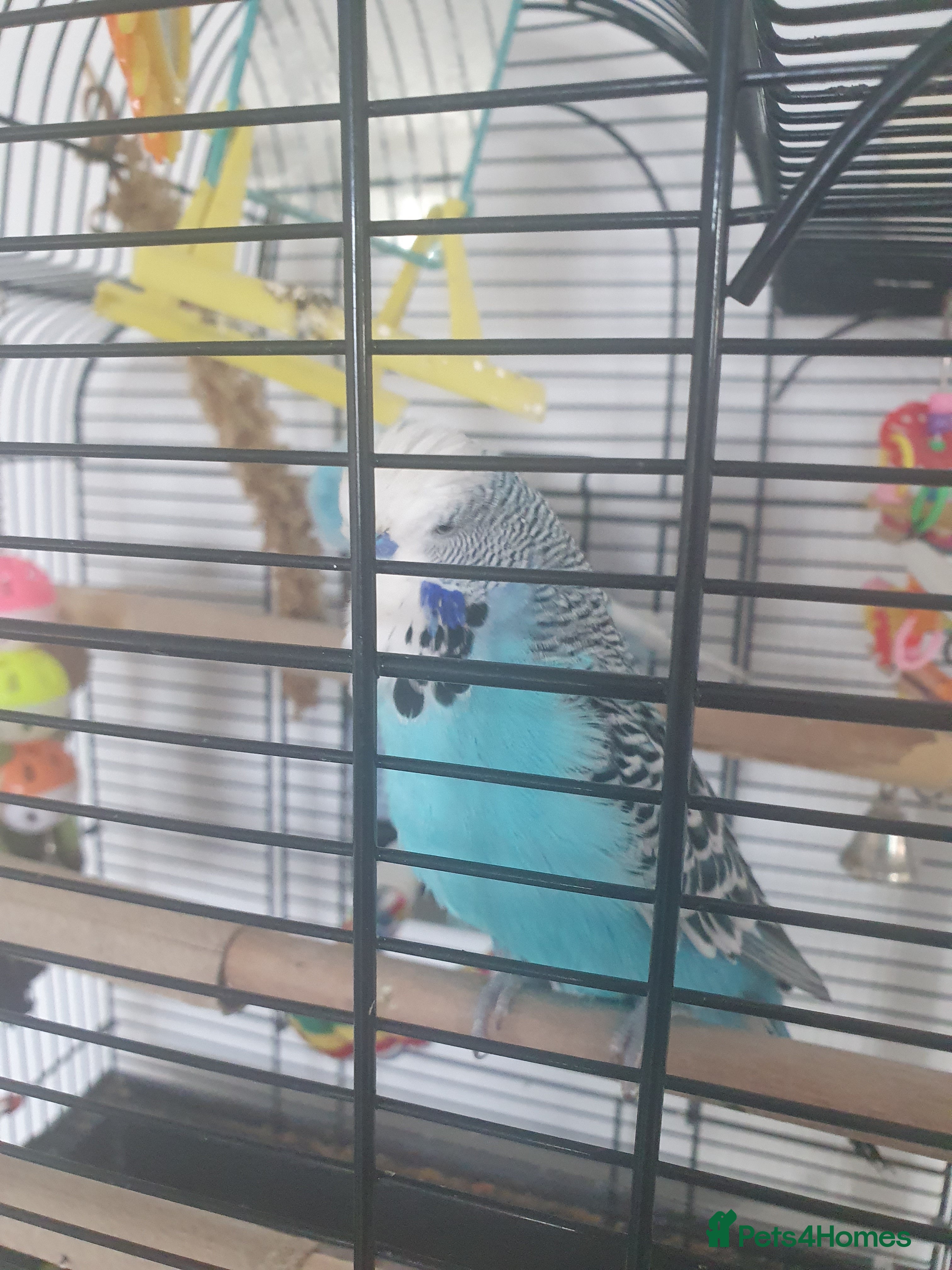 Budgerigars birds Pair of Budgies - Advert 1