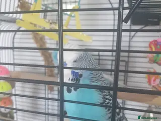 Budgerigars birds Pair of Budgies - Advert 1