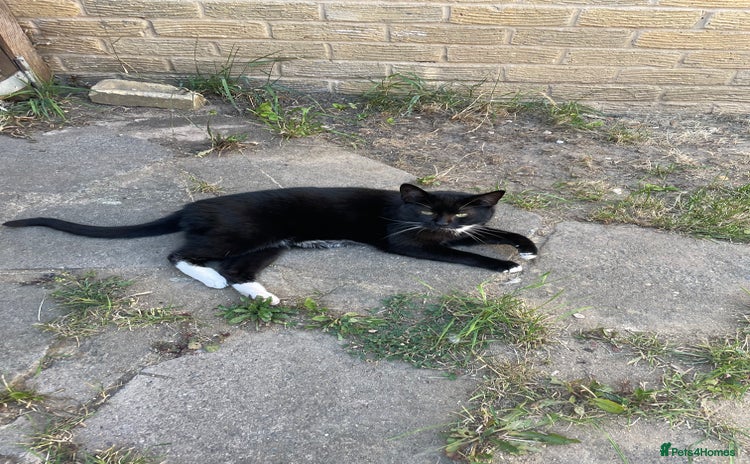 Domestic Shorthair cats - Advert 3