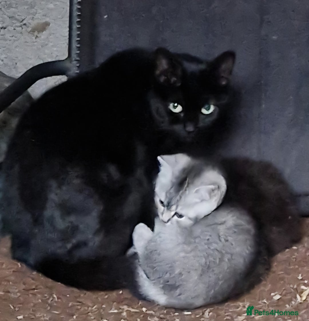 Mixed Breed cats for sale: British Shorthair mixed breed - Advert 8