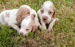 Sprocker dogs for sale: Beautiful f2 sprockers - Image 7