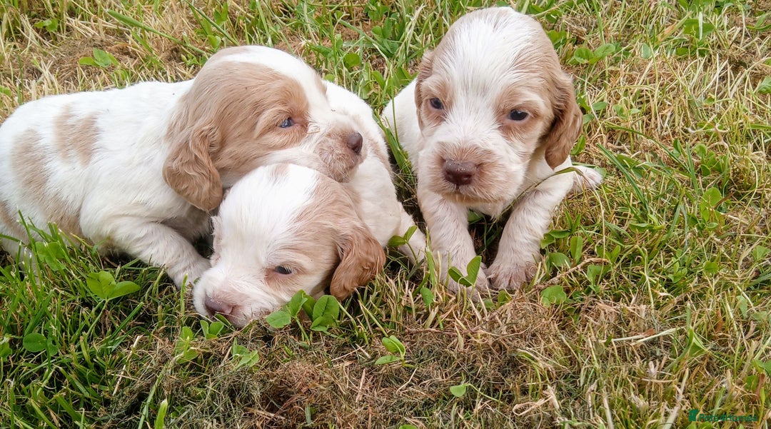 Sprocker dogs for sale: Beautiful f2 sprockers - Image 7