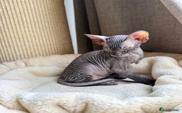 Sphynx cats for sale: Don Sphynx Kittens - Image 3
