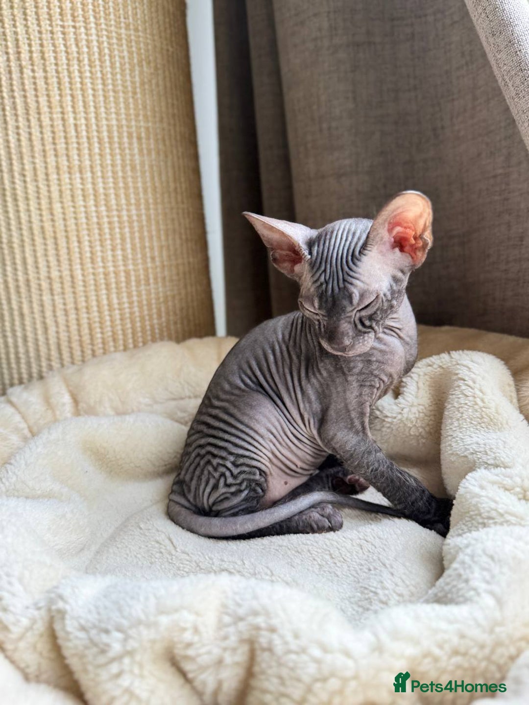 Sphynx cats for sale: Don Sphynx Kittens - Image 3