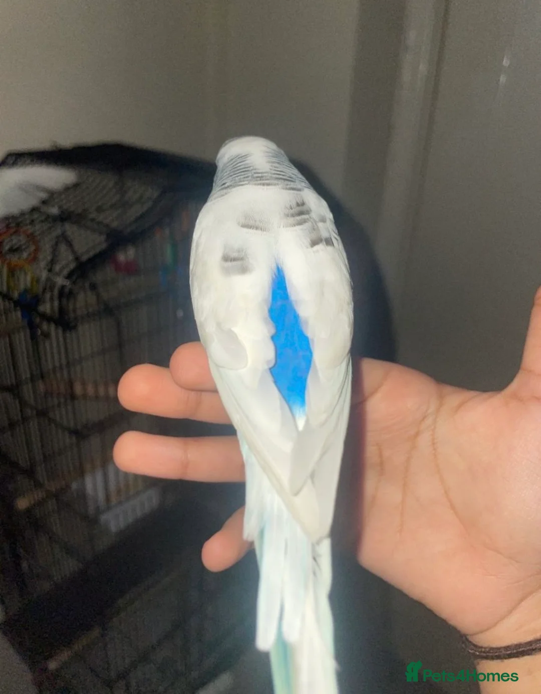 Budgerigars birds for sale: Lonely beautiful budgies (Sold together) - Advert 6