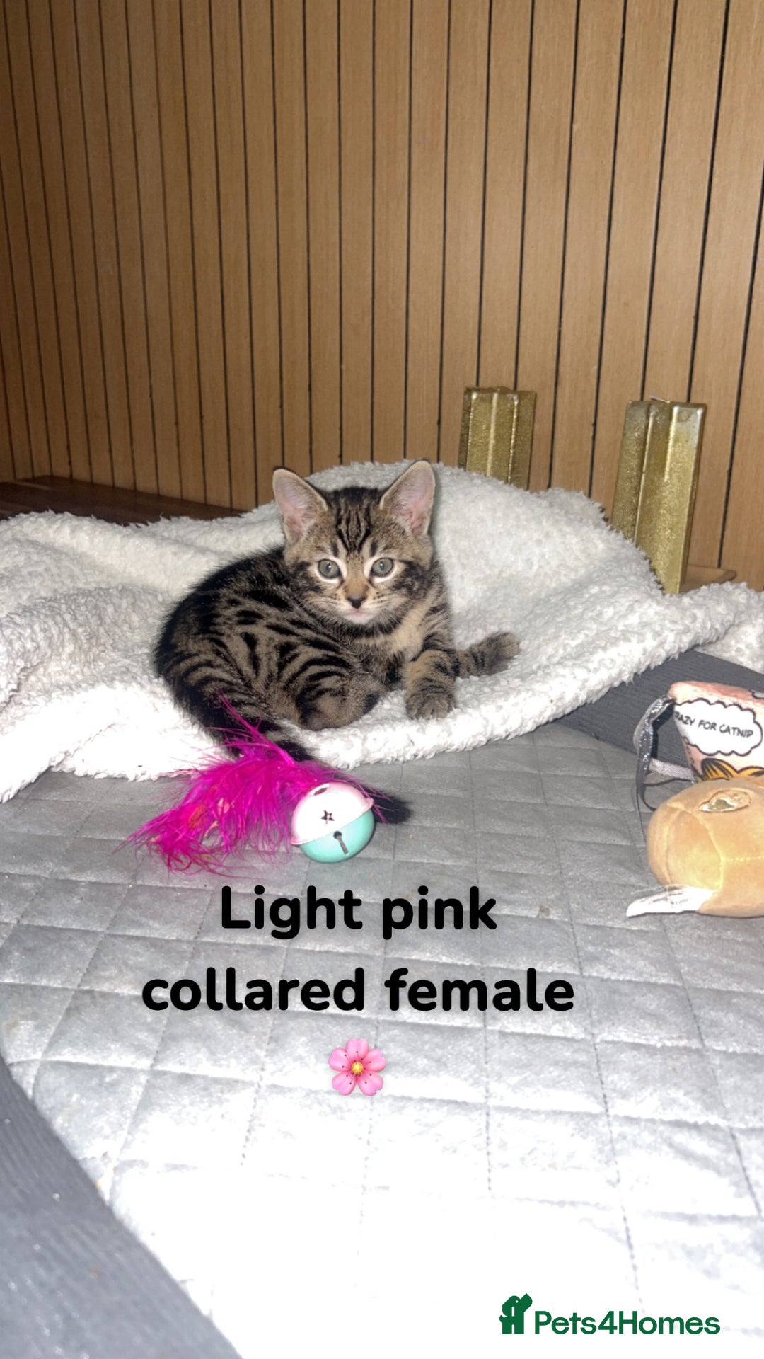 Bengal cats for sale: Beautiful Bengal kittens  - Advert 8