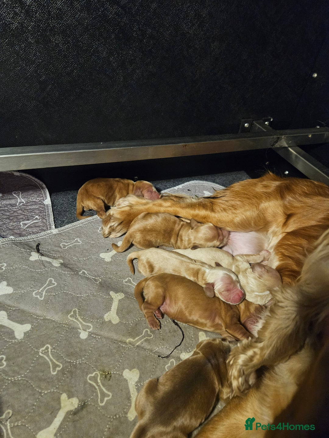 Cocker Spaniel dogs for sale: Health tested Boxing day show Cocker Spaniels   - Advert 3