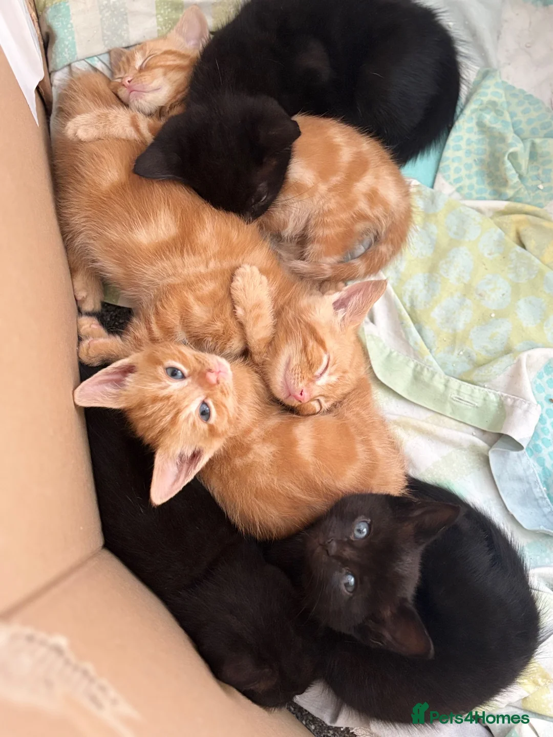 Mixed Breed cats for sale: 5 kittens left  - Advert 2