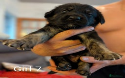 Mixed Breed dogs for sale: Golden Shepherd Puppies  - Image 7
