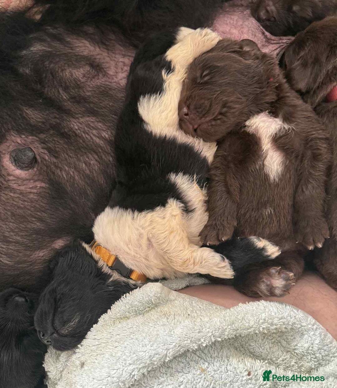 Newfoundland dogs for sale: KC registered Newfoundland Puppies. Health tested - Image 29