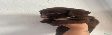 Cocker Spaniel 4