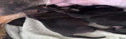 German Shepherd dogs for sale: Beautiful German shepherd pups KC registered  - Advert 4